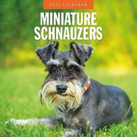 Miniature Schnauzer  - 2025 Square Wall Calendar 16 month by Red Robin