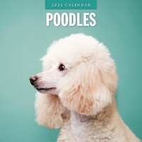 Poodles - 2025 Square Wall Calendar 16 month by Red Robin