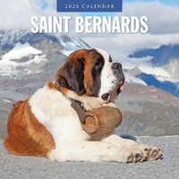 Saint Bernards - 2025 Square Wall Calendar 16 month by Red Robin