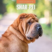 Shar-Pei - 2025 Square Wall Calendar 16 month by Red Robin