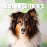 Shetland Sheepdogs - 2025 Square Wall Calendar 16 month by Red Robin