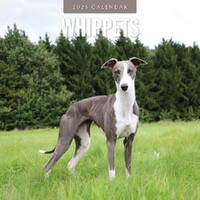 Whippets - 2025 Square Wall Calendar 16 month by Red Robin