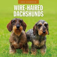 Wire-Haired Dachshunds - 2025 Square Wall Calendar 16 month by Red Robin