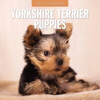 Yorkshire Terrier Puppies - 2025 Square Wall Calendar 16 month by Red Robin