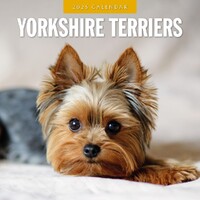 Yorkshire Terriers - 2025 Square Wall Calendar 16 month by Red Robin