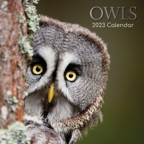 Owls - 2023 Square Wall Calendar 16 month by Gifted Stationery