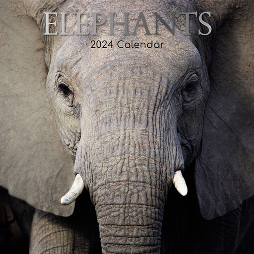 Elephants - 2024 Square Wall Calendar 16 month by Gifted Stationery (1)