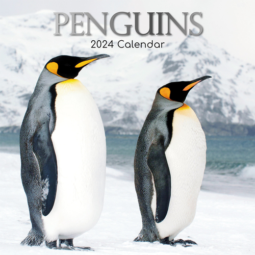 Penguins - 2024 Square Wall Calendar 16 month by Gifted Stationery (13)