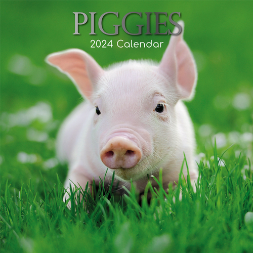 Piggies - 2024 Square Wall Calendar 16 month by Gifted Stationery (0)