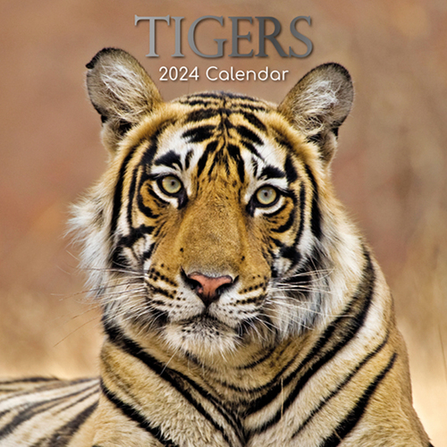 Tigers - 2024 Square Wall Calendar 16 month by Gifted Stationery (10)
