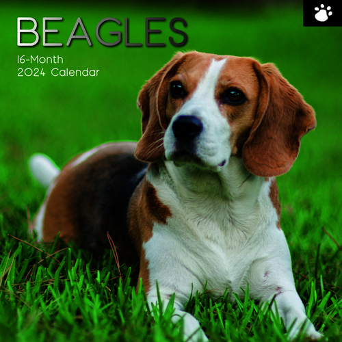 Beagles - 2024 Square Wall Calendar 16 month by Gifted Stationery (18)