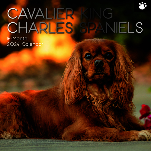 Cavalier King Charles - 2024 Square Calendar 16 month by Gifted Stationery (15)