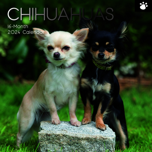 Chihuahuas - 2024 Square Wall Calendar 16 month by Gifted Stationery (7)