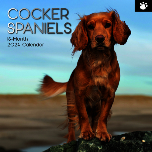 Cocker Spaniels - 2024 Square Wall Calendar 16 month by Gifted Stationery (22)