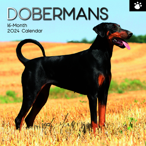 Dobermans - 2024 Square Wall Calendar 16 month by Gifted Stationery (20)