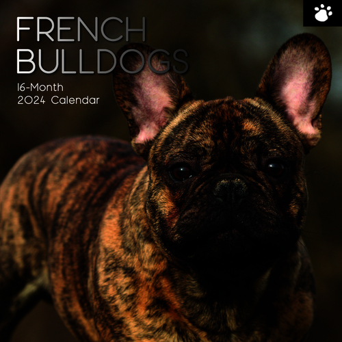 French Bulldogs - 2024 Square Wall Calendar 16 month by Gifted Stationery (7)