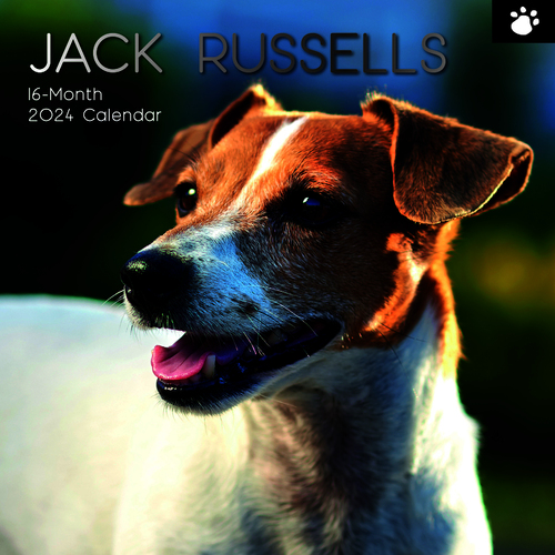 Jack Russells - 2024 Square Wall Calendar 16 month by Gifted Stationery (3)