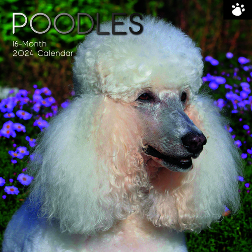 Poodles - 2024 Square Wall Calendar 16 month by Gifted Stationery (12)