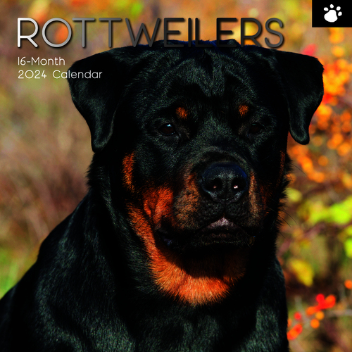 Rottweilers - 2024 Square Wall Calendar 16 month by Gifted Stationery (15)