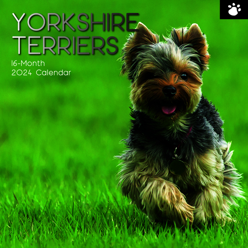 Yorkshire Terriers - 2024 Square Wall Calendar 16 month by Gifted Stationery (4)