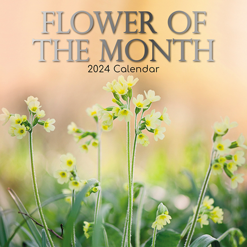 Flower of the Month- 2024 Square Wall Calendar 16 month by Gifted Stationery (0)