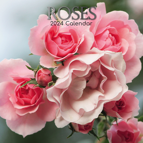 Roses - 2024 Square Wall Calendar 16 month by Gifted Stationery (22)