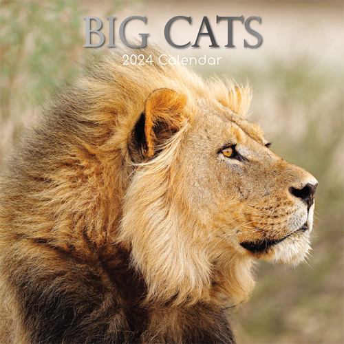 Big Cats - 2024 Square Wall Calendar 16 month by Gifted Stationery (20)