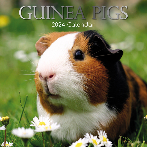 Guinea Pigs - 2024 Square Wall Calendar 16 month by Gifted Stationery (2)