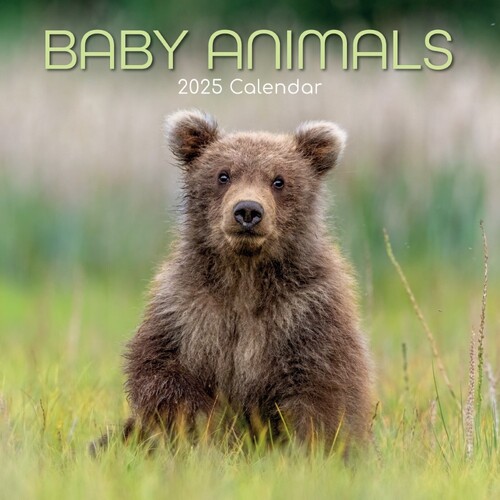 Baby Animals - 2025 Square Wall Calendar 16 month by Gifted Stationery