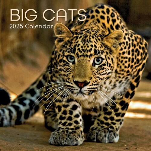 Big Cats - 2025 Square Wall Calendar 16 month by Gifted Stationery