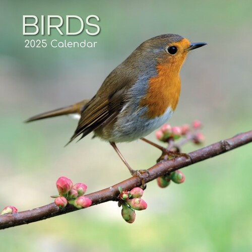 Birds - 2025 Square Wall Calendar 16 month by Gifted Stationery