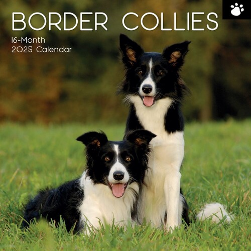 Border Collies - 2025 Square Wall Calendar 16 month by Gifted Stationery