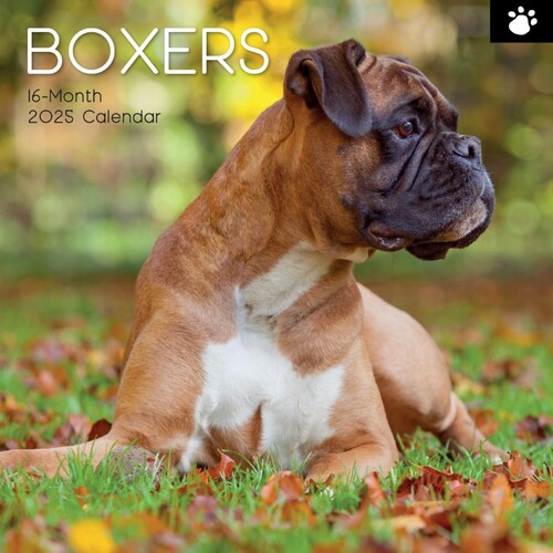 Boxers - 2025 Square Wall Calendar 16 month by Gifted Stationery