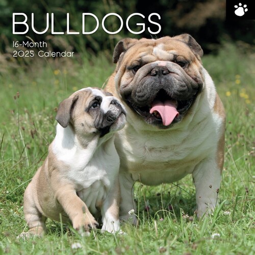 Bulldogs - 2025 Square Wall Calendar 16 month by Gifted Stationery