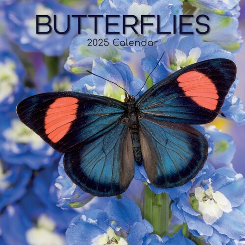 Butterflies - 2025 Square Wall Calendar 16 month by Gifted Stationery