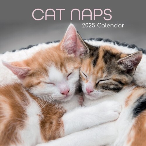 Cat Naps - 2025 Square Wall Calendar 16 month by Gifted Stationery