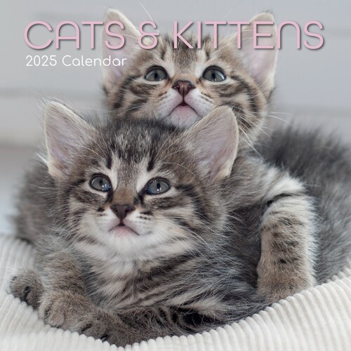 Cats & Kittens - 2025 Square Wall Calendar 16 month by Gifted Stationery