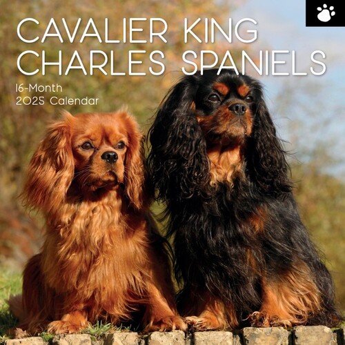 Cavalier King Charles Spaniels - 2025 Square Wall Calendar 16 month