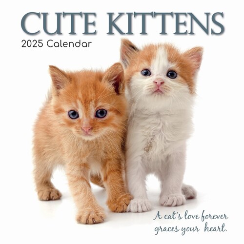 Cute Kittens - 2025 Square Wall Calendar 16 month by Gifted Stationery