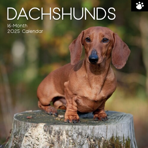 Dachshunds - 2025 Square Wall Calendar 16 month by Gifted Stationery