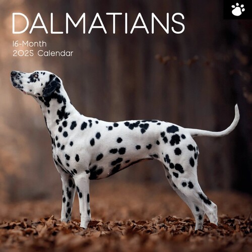 Dalmatians - 2025 Square Wall Calendar 16 month by Gifted Stationery