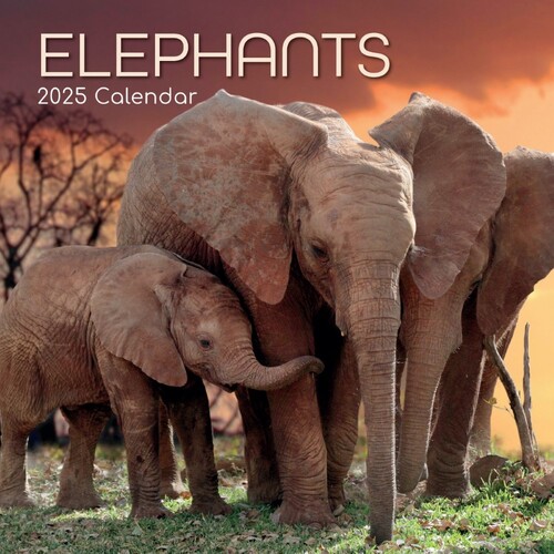 Elephants - 2025 Square Wall Calendar 16 month by Gifted Stationery