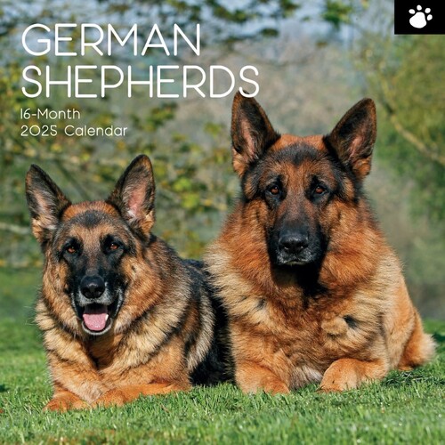 German Shepherds - 2025 Square Wall Calendar 16 month by Gifted Stationery