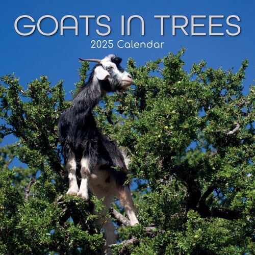 Goats in Trees - 2025 Square Wall Calendar 16 month by Gifted Stationery