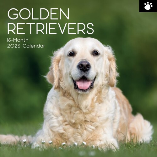 Golden Retrievers - 2025 Square Wall Calendar 16 month by Gifted Stationery