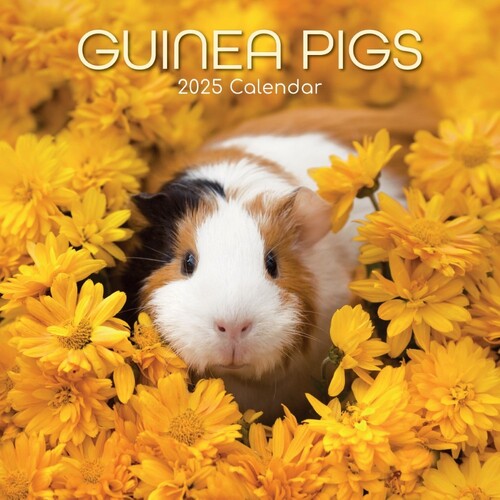 Guinea Pigs - 2025 Square Wall Calendar 16 month by Gifted Stationery