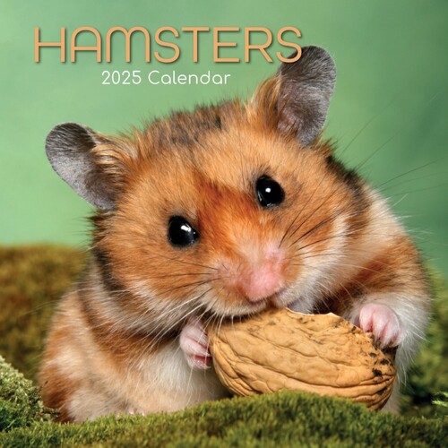 Hamsters - 2025 Square Wall Calendar 16 month by Gifted Stationery