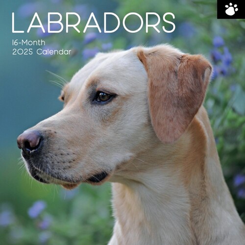 Labradors - 2025 Square Wall Calendar 16 month by Gifted Stationery