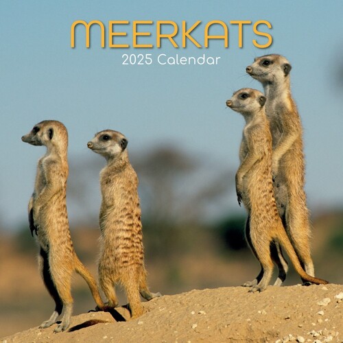 Meerkats - 2025 Square Wall Calendar 16 month by Gifted Stationery