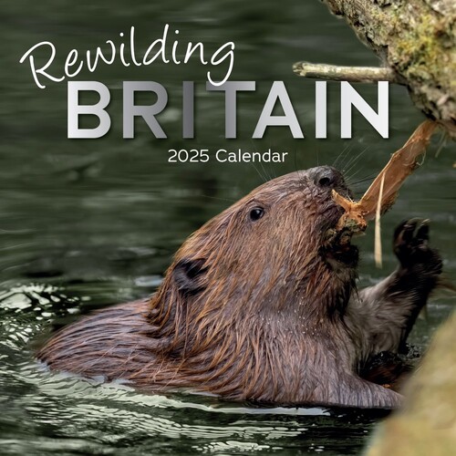 Rewilding Britain - 2025 Square Wall Calendar 16 month by Gifted Stationery